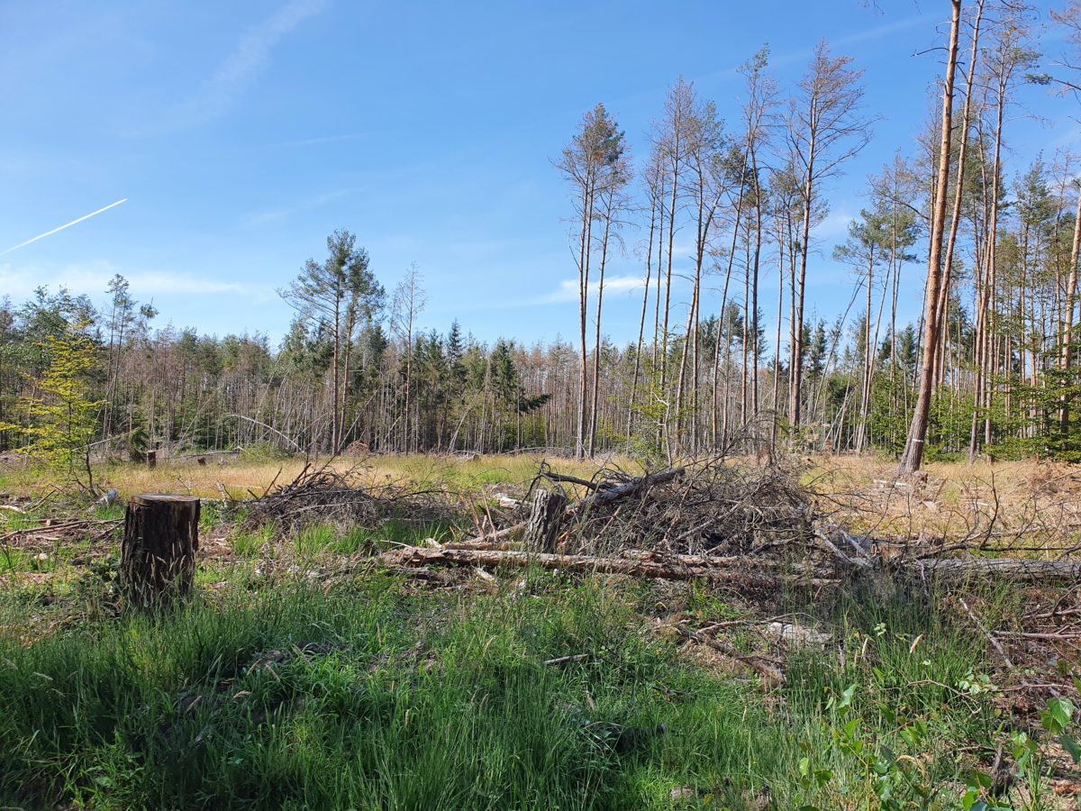 Waldbegeisterung