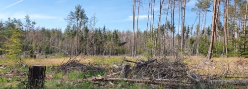 Wald Seligenstadt